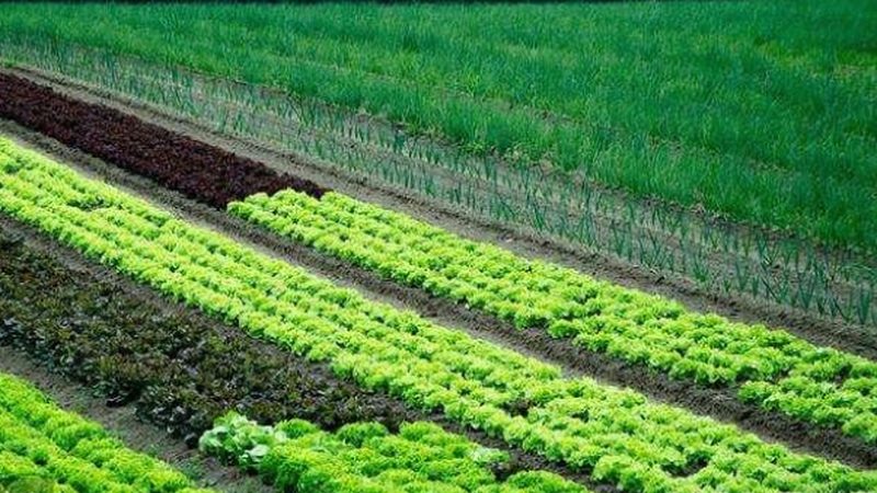 申请农业产业园补贴，首先需要拥有符合要求的土地。具体要求包括：