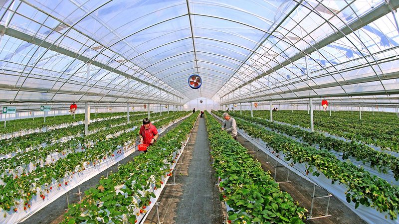 成都农业种植地块选择的关键要素**