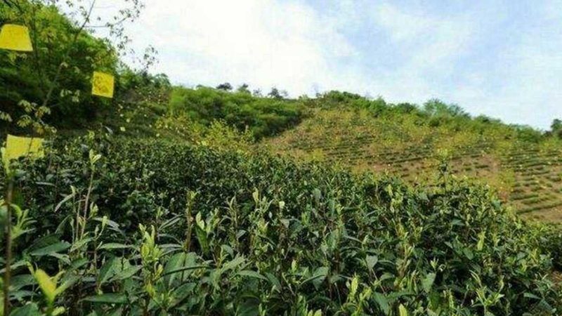 餐饮配送食材价格清单，你了解多少？**