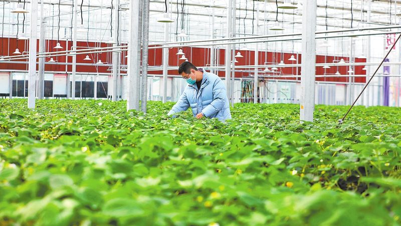 农产品电商平台厂家直销：揭秘其优势与选择要点**
