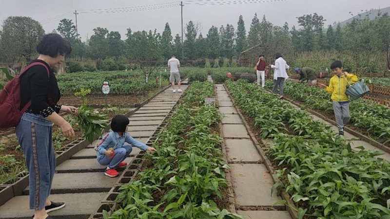智能灌溉系统：农业现代化的精准之选**