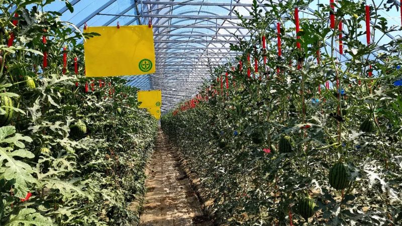 蔬菜直播选品：规格参数背后的种植智慧