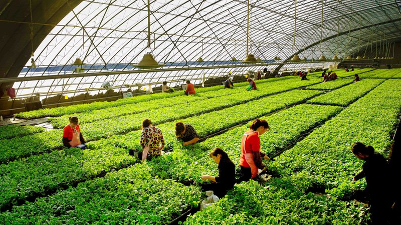 农产品批发供应链管理规范：构建高效流通的基石**