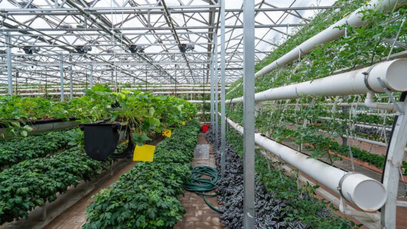 智能温室补贴2025：揭秘补贴背后的技术选择**