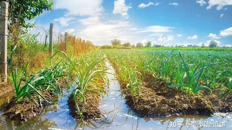 山东水果种植基地，如何挑选新品种？**