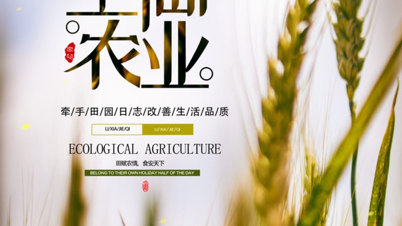 高原生姜种植注意事项揭秘